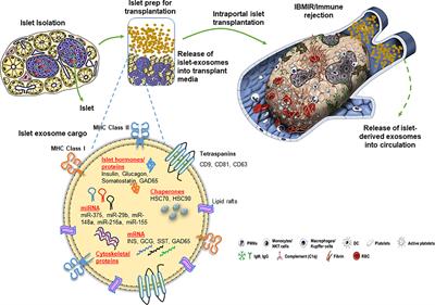 Role of Exosomes in Islet Transplantation